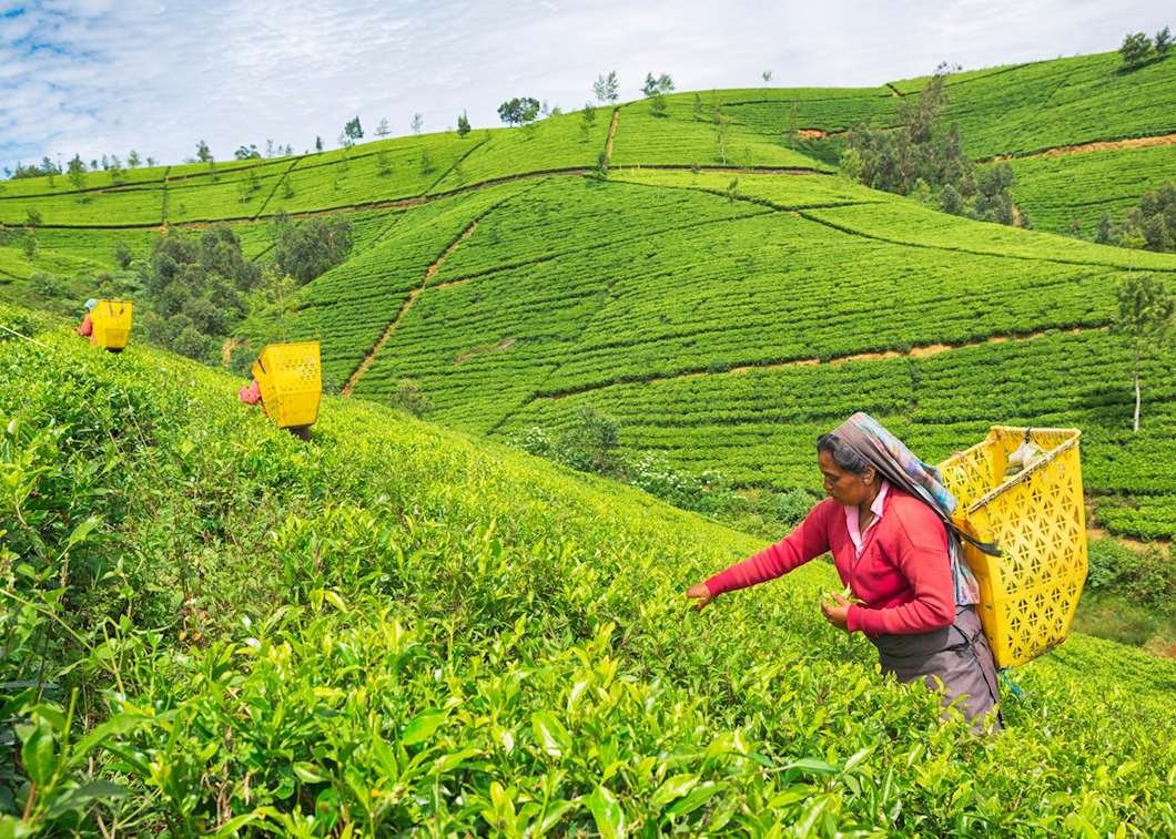 Nuwara Eliya & Heritage Tea Estates